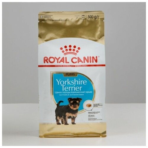    Yorkshire Terrier Junior    , 500 , 1 .   -     , -,   