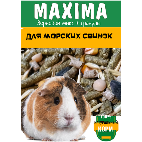      MAXIMA 10 
