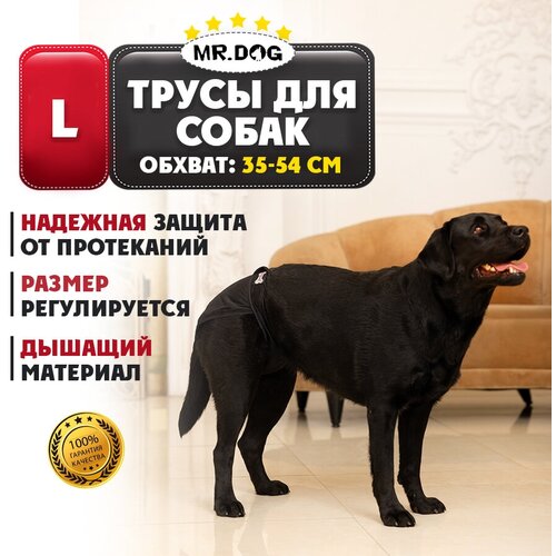      Mr Dog   ,   ,   , L (35-54 )   -     , -,   
