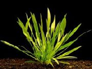���������� �����������  Echinodorus angustifolius