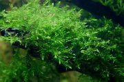 Мох ключевой Fontinalis antipyretica
