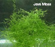 zaļš  Java Sūnas (Vesicularia dubyana) foto