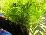 Зелений  Наяда Гваделупская (Наяда Дрібнозубчаста) (Najas guadelupensis, Najas Flexilis) фото
