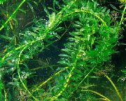 Зелений  Елодея Густолисті (Elodea densa) фото