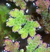 Зелений  Азолла Каролинская (Водяний Папороть) (Azolla caroliniana) фото