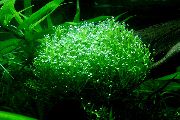Зелен  Crystalwort (Ricca fluitans) снимка
