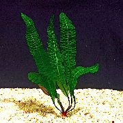 žalias  Bubbleleaf Laceplant (Aponogeton boivinianus) nuotrauka