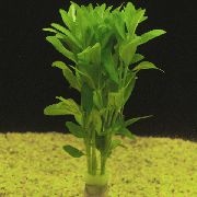žalias  Dentated Vandens Juozažolės (Bacopa crenata) nuotrauka