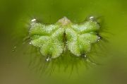 zelena  Ricciocarpus Natansa  foto