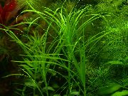 Зелений  Блікса В'єтнамська (Blyxa sp. Vietnam) фото