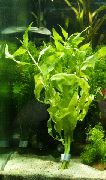 Зелен  Сенегал Чай (Gymnocoronis spilanthoides) снимка