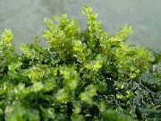 жасыл  Moss Pearl (Blefarostoma) (Blepharostoma trichophyllum) фото