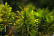 ���-������ ���������� Climacium dendroides