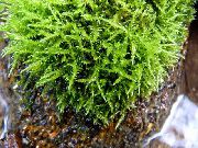 ��� ����������� Cratoneuron filicinum