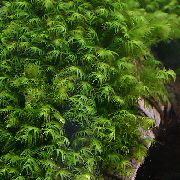 žalias  Phoenix Moss (Fissidens Fontanus) nuotrauka
