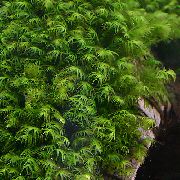 Мох-феникс Fissidens Fontanus