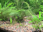 Зелен  Мадагаскар Дантела Растителна (Aponogeton madagascariensis, fenestralis) снимка