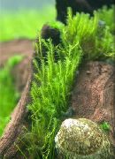 roheline  Tõmblukk Sammal (Fissidens zippelianus) foto