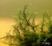 Зелен  Върба Мъх (Fontinalis hypnoides) снимка