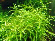 Мох тайваньский мини Isopterygium sp.