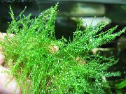 Grön  Trådiga Mossa (Leptodictyum riparium) foto