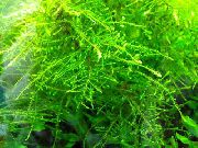 Мох тайваньский Taxiphyllum alternans