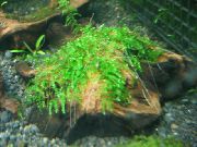 Мох ползучий Vesicularia sp.