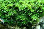 Мох звездный Hyophila involuta
