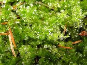 Зелений  Міні-Мох Перловий (Plagiomnium affine) фото