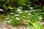 zaļš  Whorled Pennywort, Purvs Pennywort (Hydrocotyle verticillata) foto