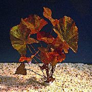 Червонуватий  Німфея Червона (Nymphaea rubra) фото