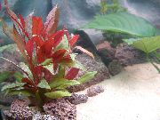 Червеникаво  Червена Hygrophila (Alternanthera reineckii) снимка