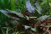 Cordata Cryptocoryne dearg Plandaí