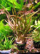 Retrospiralis Cryptocoryne dearg Plandaí