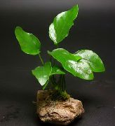 zaļš  Šķēps Leaf Punduris, Rūķu-Anubias (Anubias barteri var. nana) foto