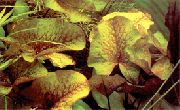 Waterlily Dauben Ar dearg Plandaí