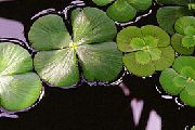 zaļš  Eiropas Waterclover (Marsilea quadrifolia) foto