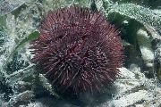 Pincushion Urchin fjólublátt