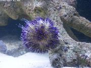 Pincushion ზღარბის ლურჯი
