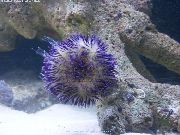 Pincushion Urchin sininen