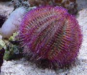 Bicoloured Sea Urchin (Red Sea Urchin) љубичаста