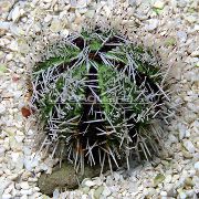 сив Collector Sea Urchins (Sea Eggs) (Tripneustes gratilla) фотографија
