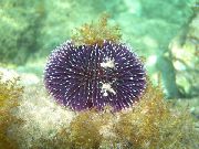 Purple Sea Urchin љубичаста