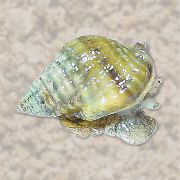 Nassarius Snegl hvid