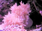 Tasainen Väri Anemone täplikäs