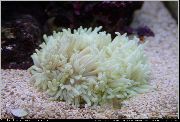 Tasainen Väri Anemone vaaleanpunainen