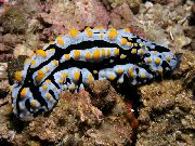 Åreknuder Phyllidia grøn