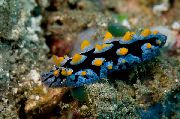 Phyllidia Coelestis grøn
