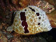pruun Grand Pleurobranch (Pleurobranchus grandis) foto
