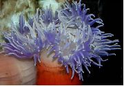Red-Base Anemone läpinäkyvä